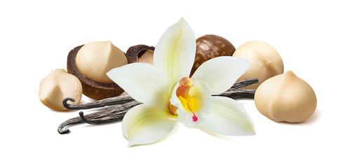 Vanilla flower and pods with macadamia nuts isolated on white background - obrazy, fototapety, plakaty