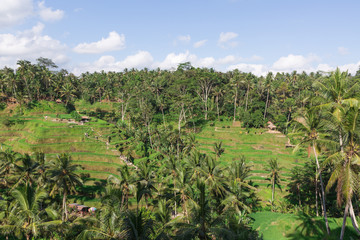 Tegallalang Rice terrace farming landscape with no people in Ubud Bali Indonesia