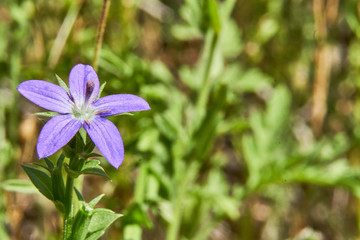 Close up macro of Clasping Venus's Looking-glass (Triodanis perfoliata) growing wild in Texas