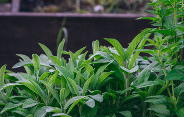 Garden bed of sage. Salvia leaves in dark colors.