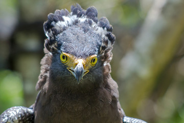 Crested serpent eagle bird portrait with yellow eyes