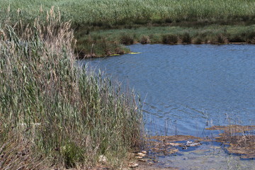 reeds in the lake