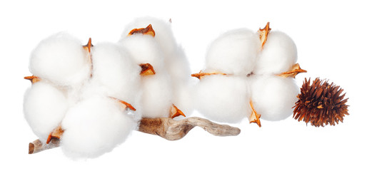 Cotton flowers on white background