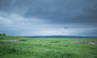Fototapeta na wymiar Flock of sheep grazing on beautiful green meadow under blue cloudy sky. Sheep in nature