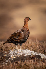 Red grouse  (Lagopus lagopus)