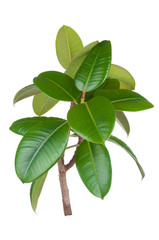 Ficus elastica plant close up isolated on white background