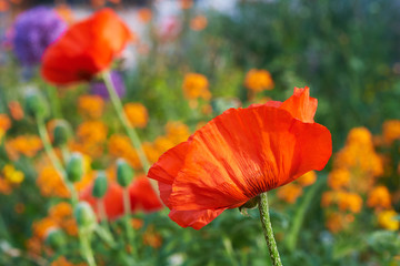 Beautiful  poppy flowers in the garden