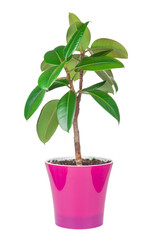 Ficus elastica plant in red pot isolated on white background
