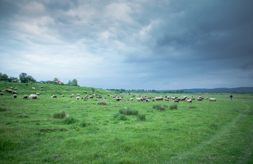 Flock of sheep grazing on beautiful green meadow under blue cloudy sky. Sheep in nature