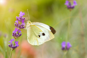 White butterfly on a flower on a sunny day. Butterfly on a lavender flower. toned