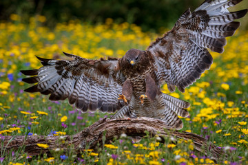 Common buzzard  (Buteo buteo)