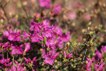 Rhododendron flowers in the garden