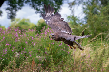 Common buzzard  (Buteo buteo)