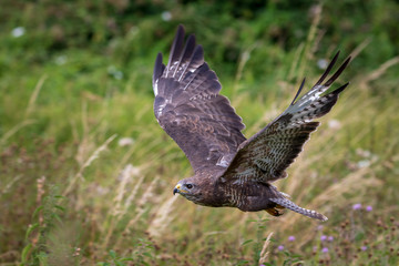 Fototapeta na wymiar Common buzzard (Buteo buteo)