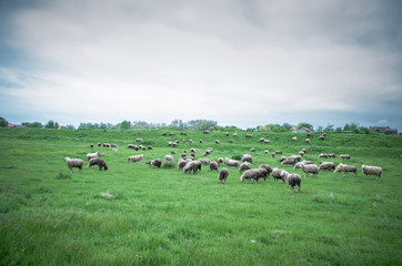 Obraz premium Flock of sheep grazing on beautiful green meadow under blue cloudy sky. Sheep in nature
