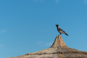 Fototapeta na wymiar Crow on the thatched roof