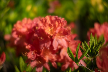 Fototapeta premium Rhododendron flowers in the garden