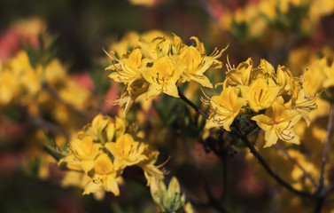 Rhododendron flowers in the garden