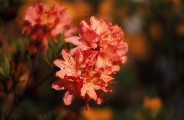 Obraz premium Rhododendron flowers in the garden
