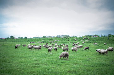 Flock of sheep grazing on beautiful green meadow under blue cloudy sky. Sheep in nature