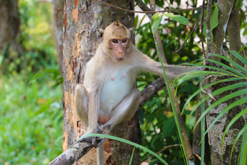 Fototapeta premium Little monkey sitting on a tree
