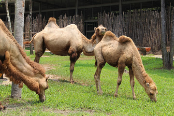 Camels in the zoo