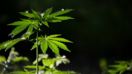 Beetle hid in hemp foliage.Openwork sheet of hemp.A branch of hemp in the sun.Medicinal herb of the southern region.A green, large sheet of cannabis.Light bokeh, openwork leaf of hemp bush.Poplar fluf
