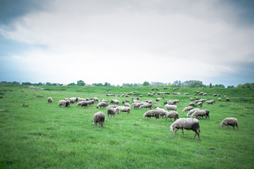Flock of sheep grazing on beautiful green meadow under blue cloudy sky. Sheep in nature