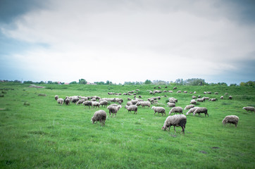 Fototapeta premium Flock of sheep grazing on beautiful green meadow under blue cloudy sky. Sheep in nature