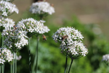 Obraz premium bee flying