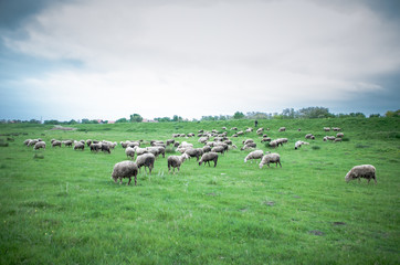 Obraz premium Flock of sheep grazing on beautiful green meadow under blue cloudy sky. Sheep in nature