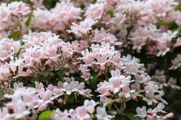 flowers in the garden