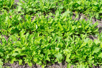 fresh green salad in soil and pots, fresh green salad in soil and pots, green vegetable