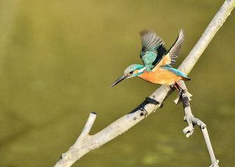 止まり木のカワセミ
