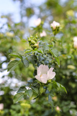 white flower in the garden