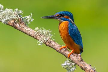 kingfisher (Alcedo atthis)