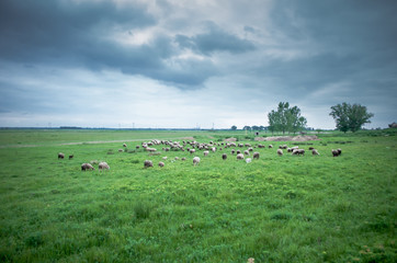 Fototapeta premium Flock of sheep grazing on beautiful green meadow under blue cloudy sky. Sheep in nature