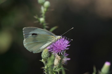 butterfly and flowers
