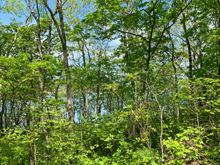 Fototapeta premium Russia, Vladivostok. Deciduous forest on the island of Shkot in sunny weather
