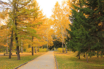 alley in the park and trees with yellow leaves on the sides