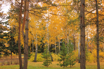 trees with yellow leaves in the park in autumn