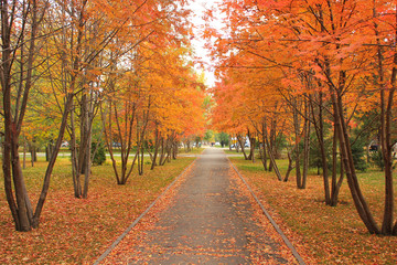 alley in the park and trees with orange leaves on the sides