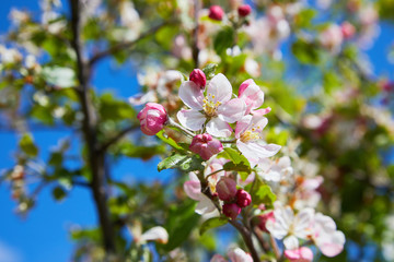 Blossoming apple tree in spring. Apple blossom, apple tree in garden