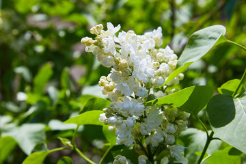 Branches of white lilac and green leaves. Blooming branch of lilac 