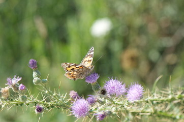 butterfly and flowers