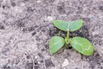 Cucumber bush in the garden. copy space