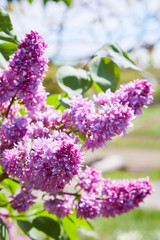 Lilac. Lilacs, syringa or syringe. Colorful purple lilacs blossoms with green leaves. Floral pattern. Lilac background texture. Lilac wallpaper