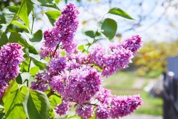 Lilac. Lilacs, syringa or syringe. Colorful purple lilacs blossoms with green leaves. Floral...