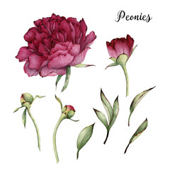 Peonies and leaves, watercolor, can be used as greeting card, invitation card for wedding, birthday and other holiday and  summer background