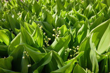 Lily of the valley (Convallaria majalis), blooming in the spring forest, close-up